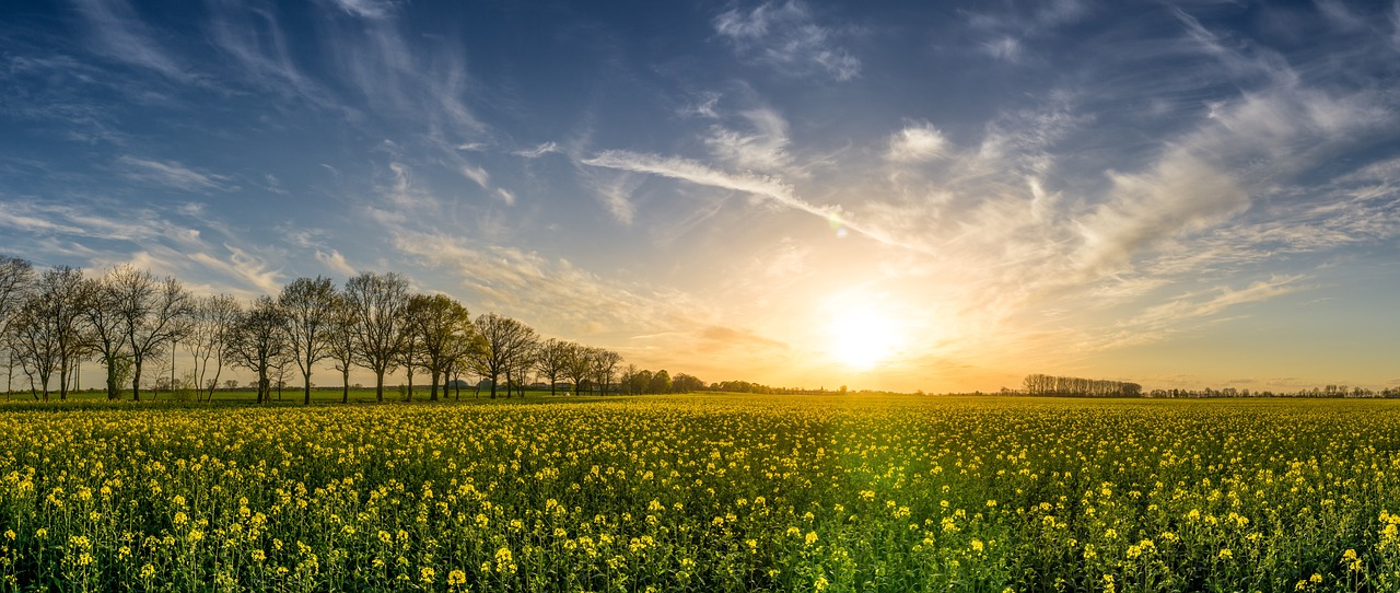 ¿Cuáles son los nombres de las plantas?