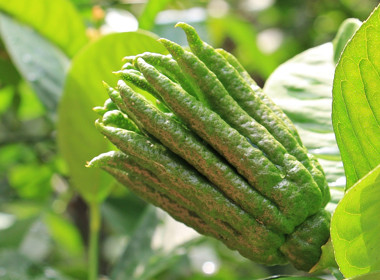 ¿Cuándo se plantan los limoneros y los naranjos?