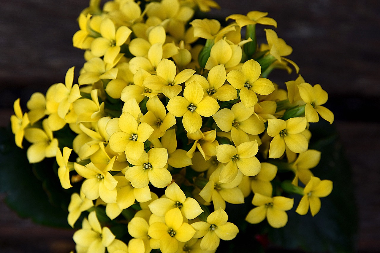 ¿Cuántas veces al año florece la kalanchoe?
