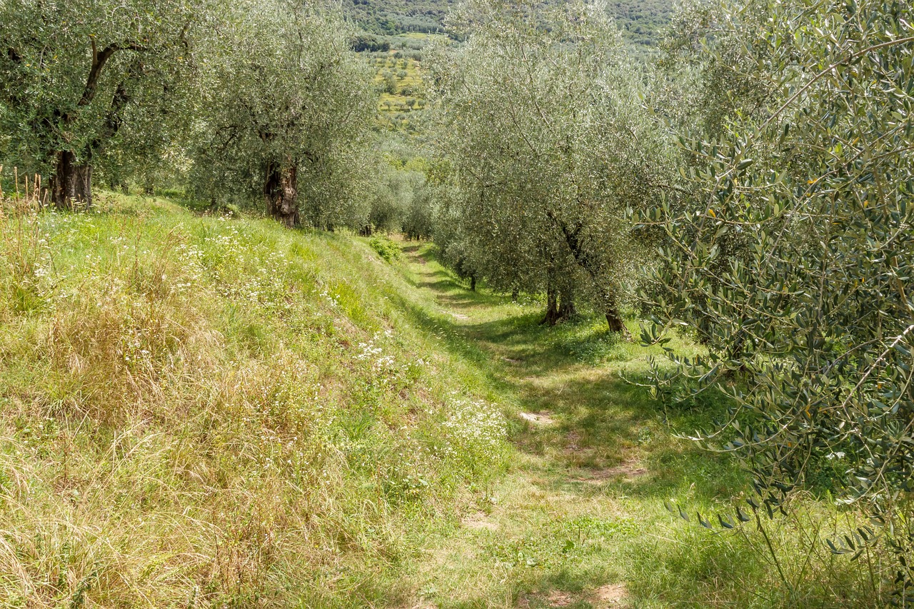 ¿Cuánto tiempo de vida tiene un árbol de olivo?