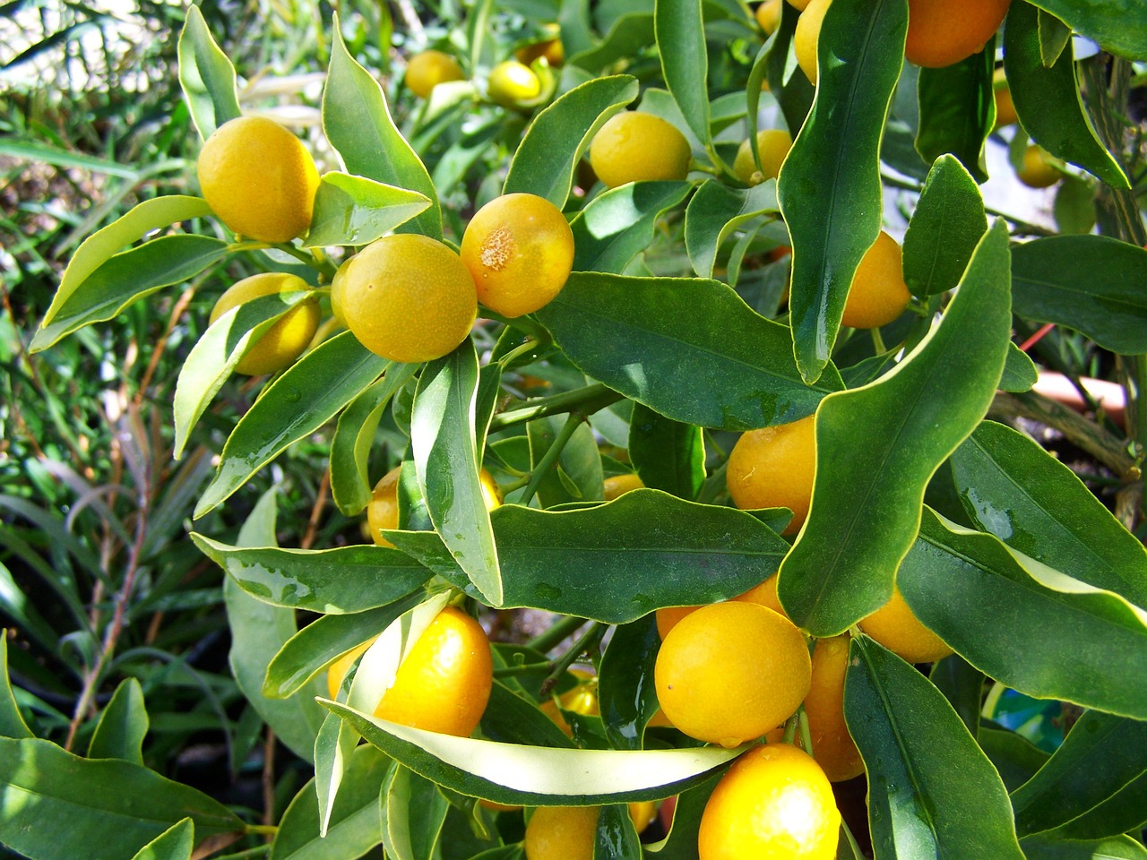 ¿Cuántos años tiene que tener un limonero para dar limones?