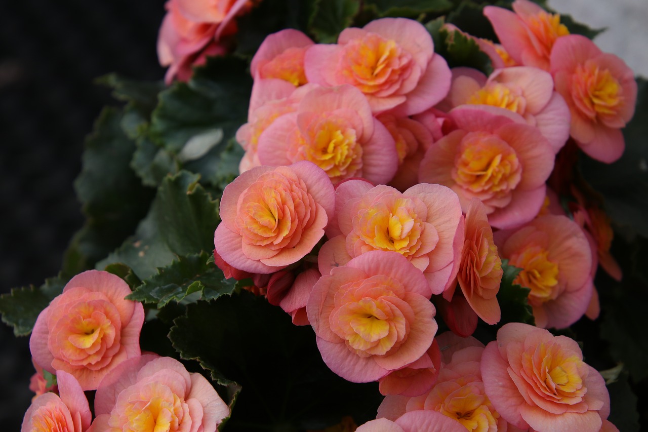 ¿Dónde poner las begonias?