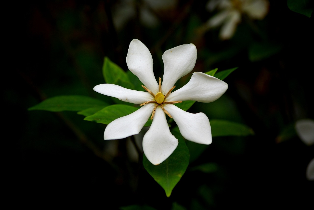 ¿Dónde poner una gardenia?
