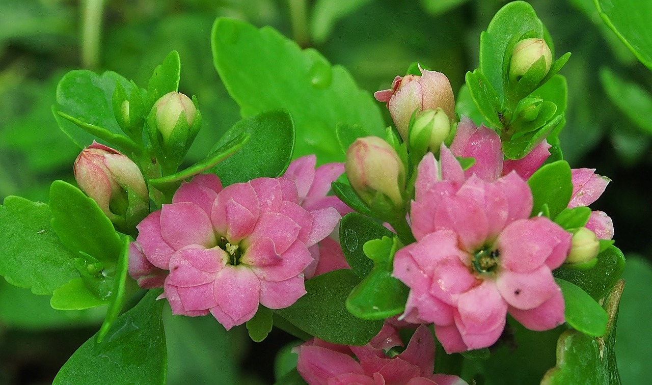 ¿Dónde se consigue el kalanchoe?