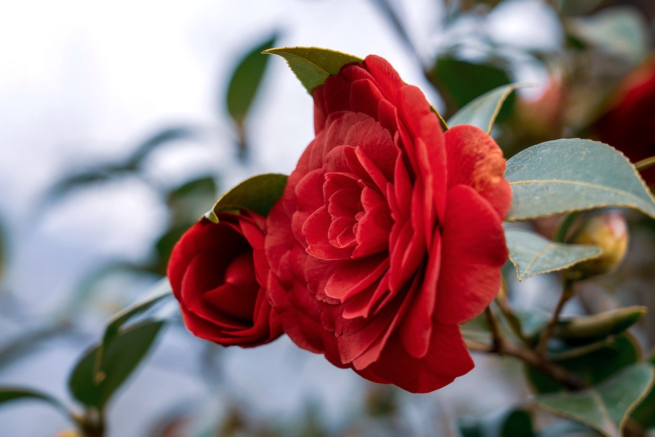 ¿Dónde ubicar una camelia?