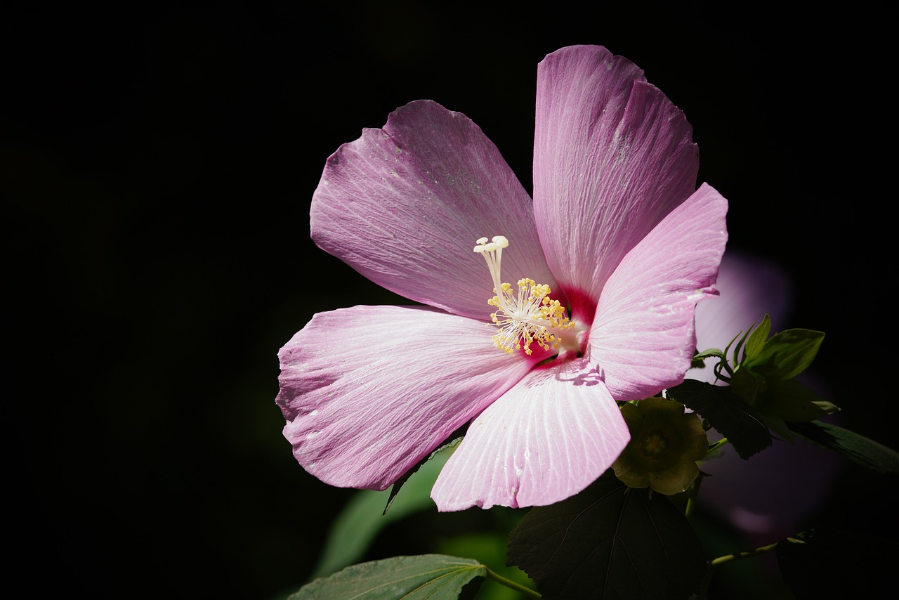 ¿Qué es el hibisco y para qué sirve?