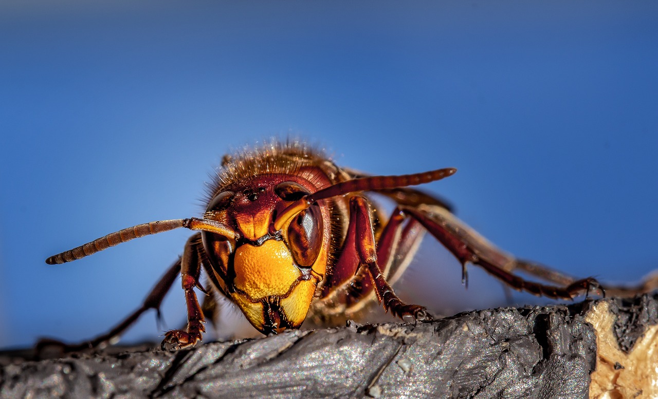 ¿Qué hacer si tengo mosca de la fruta?
