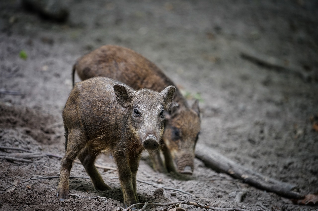 ¿Qué pasa si te pica una cochinilla?
