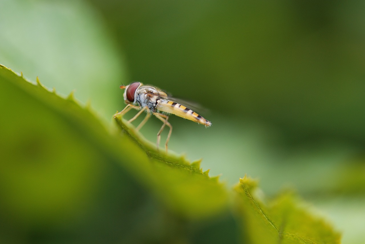 ¿Qué pasa si te pica una mosca tábano?