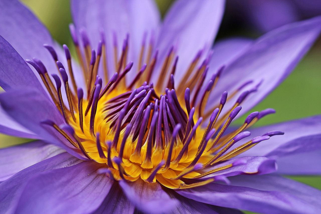 ¿Qué significa la flor el lirio?