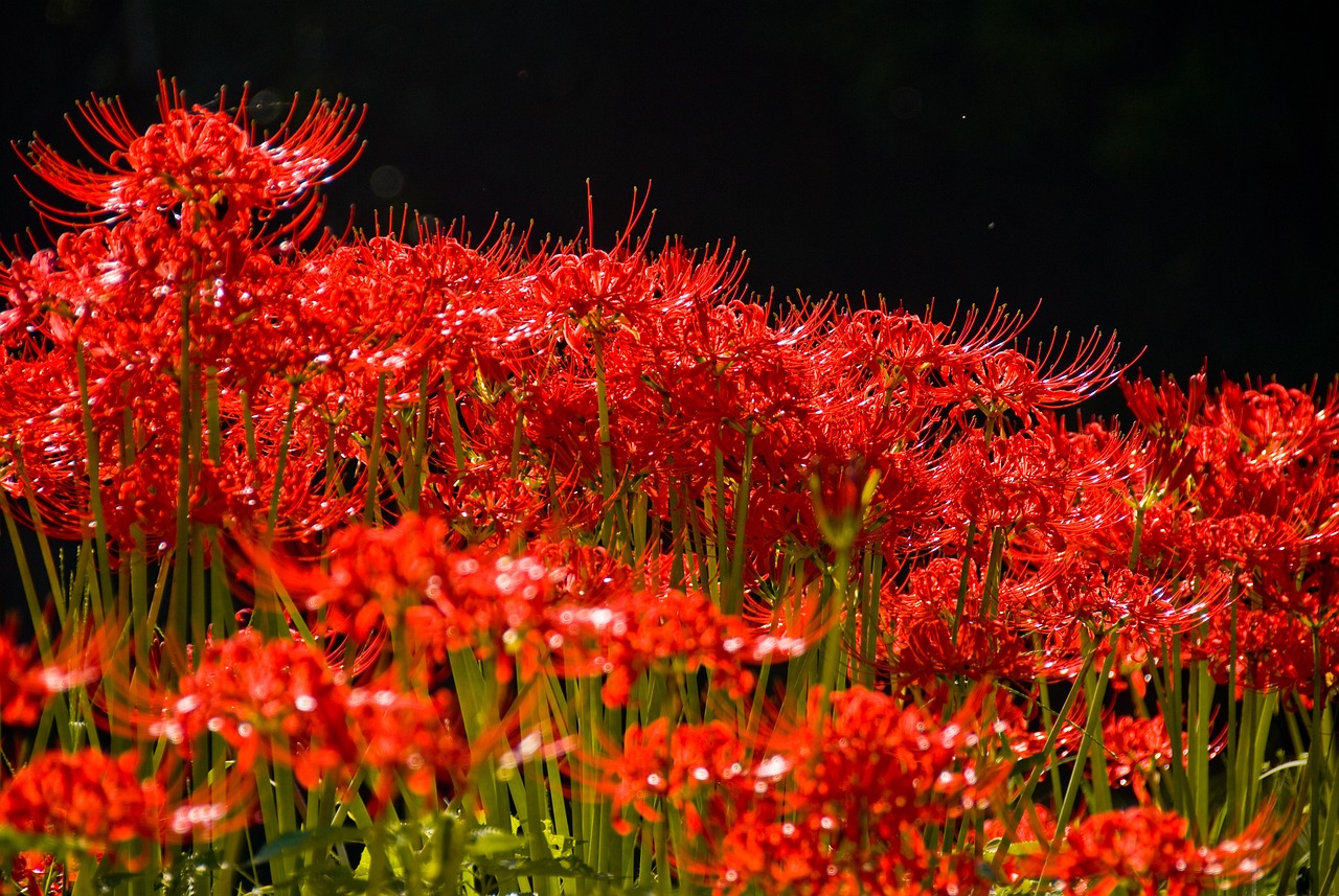 ¿Qué significado tiene la flor de azucena?