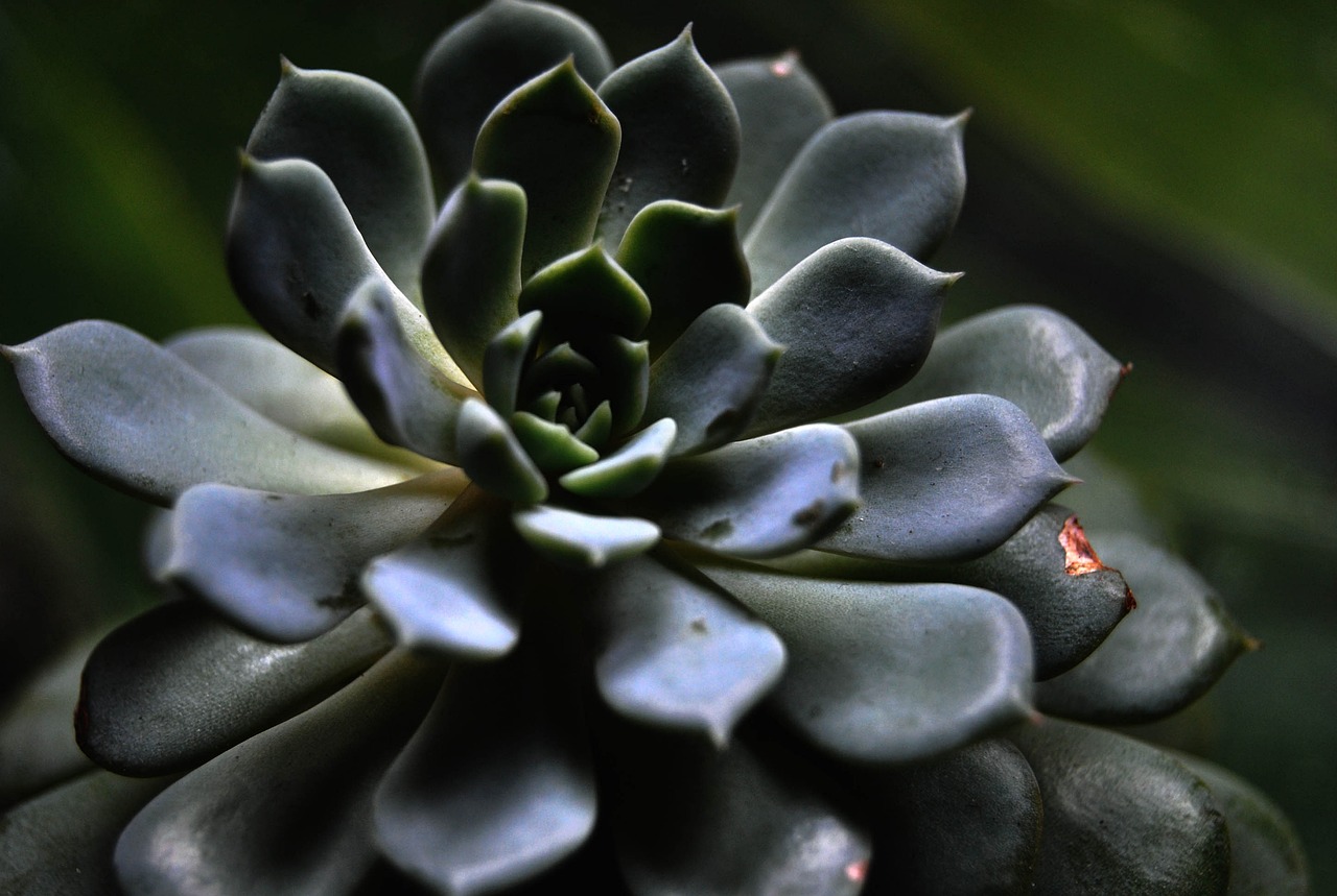 ¿Qué son herbáceas ornamentales?