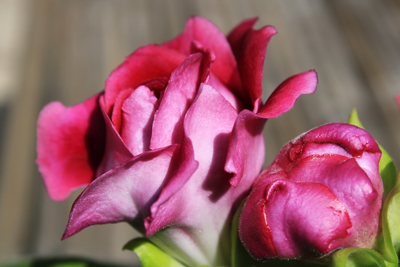 ¿Cómo cuidar las plantas de Gloxinias?