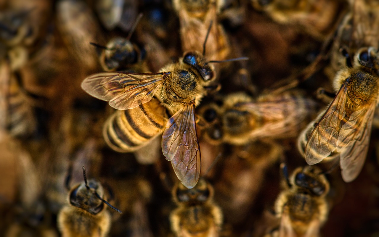 ¿Cómo deshacerse de un panal de abejas?
