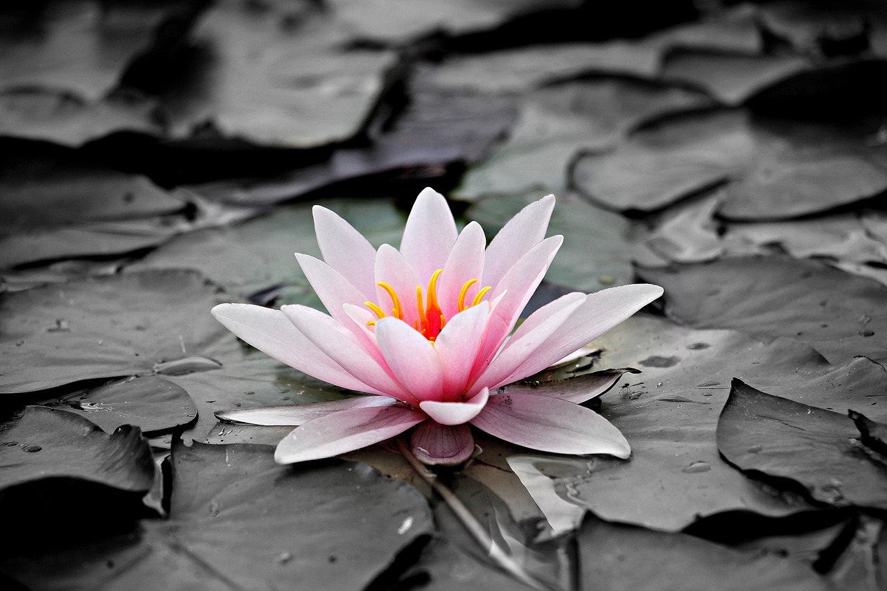 ¿Cómo enraizar un tallo de rosa en agua?