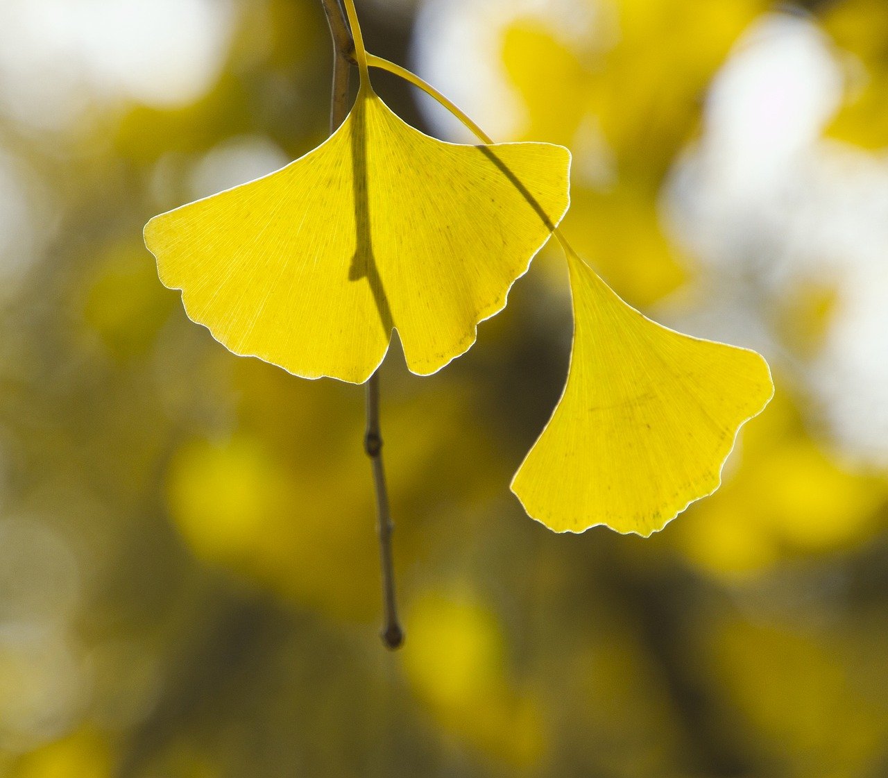 ¿Cómo es la flor de Ginkgo biloba?