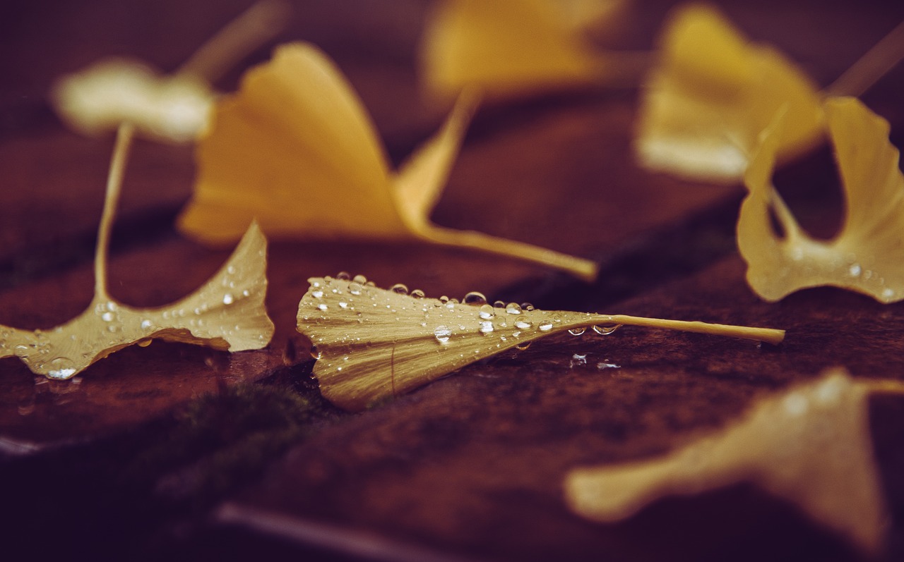 ¿Cómo es la hoja del árbol Ginkgo biloba?