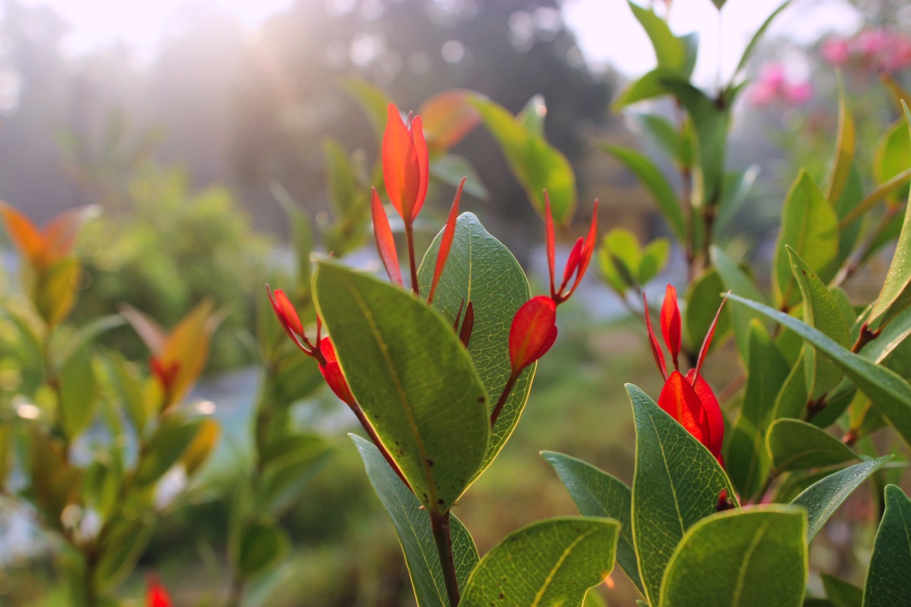 ¿Cómo se cuida la planta Eugenia?