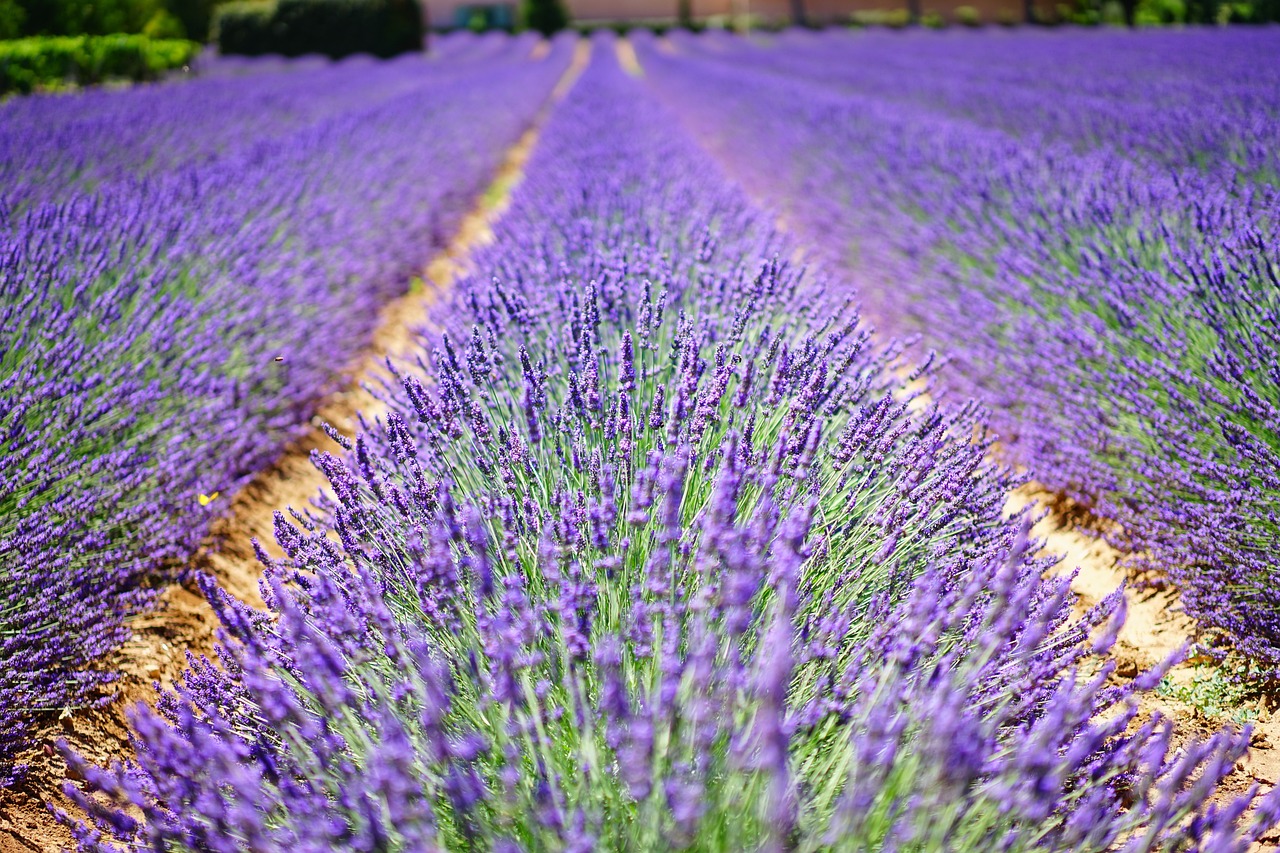 ¿Cómo se cuida una lavanda en maceta?