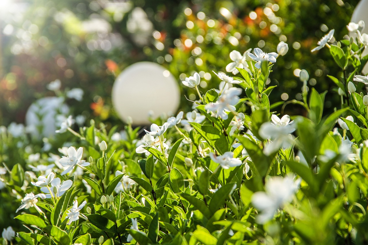 ¿Cómo se cuida una planta de gardenia?