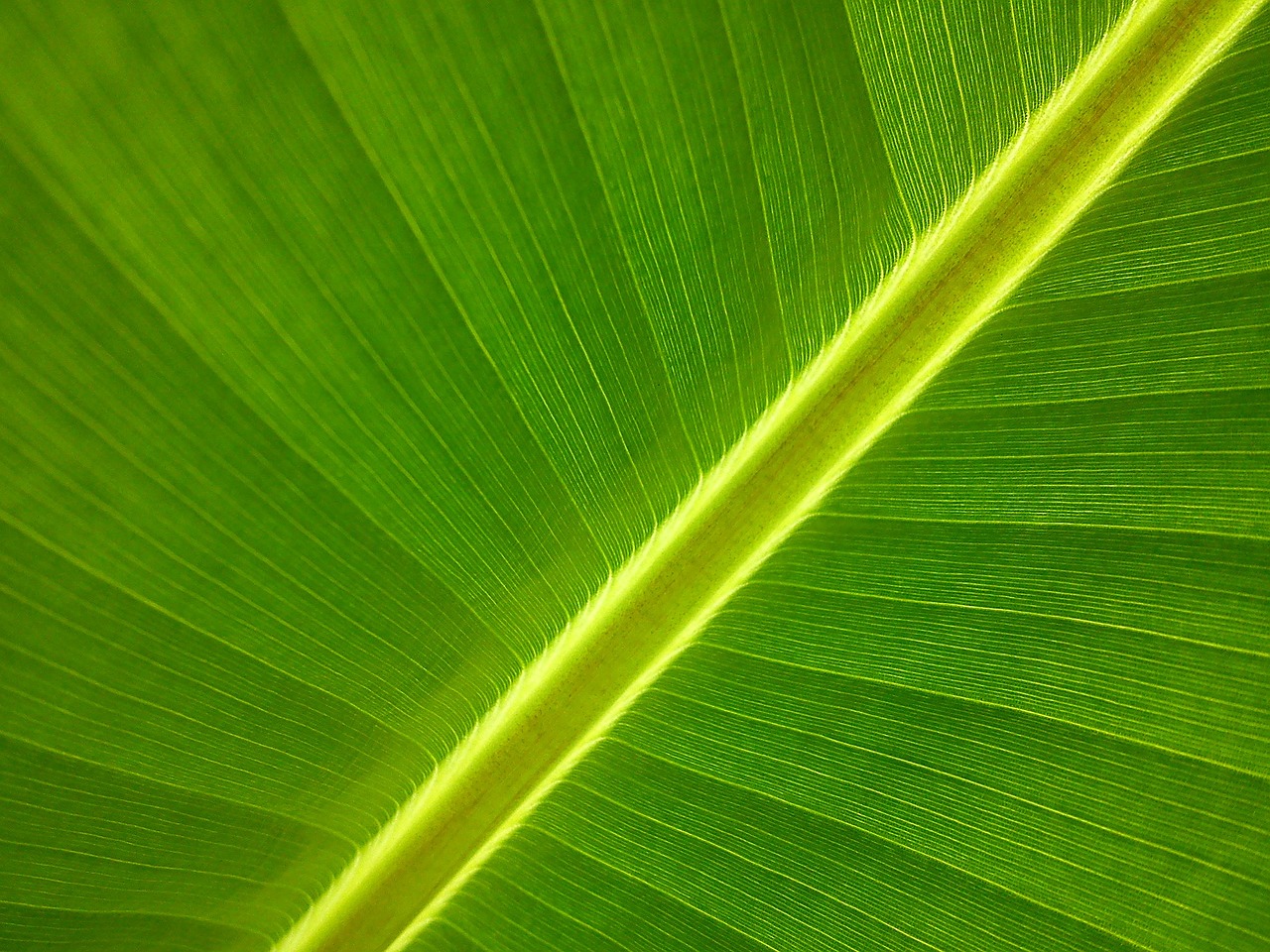 ¿Cómo se le llama a la flor del banano?