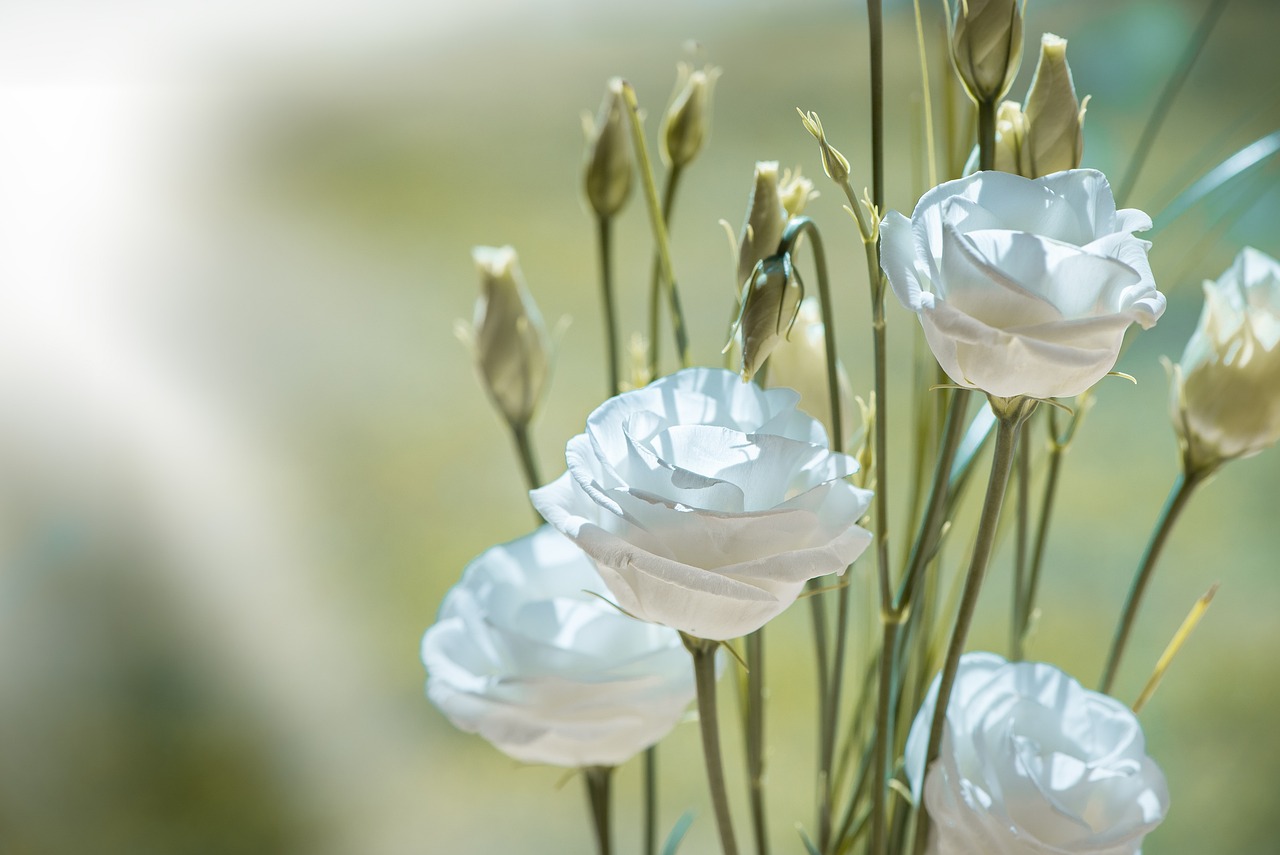 ¿Cómo se llama la planta que da flores blancas?