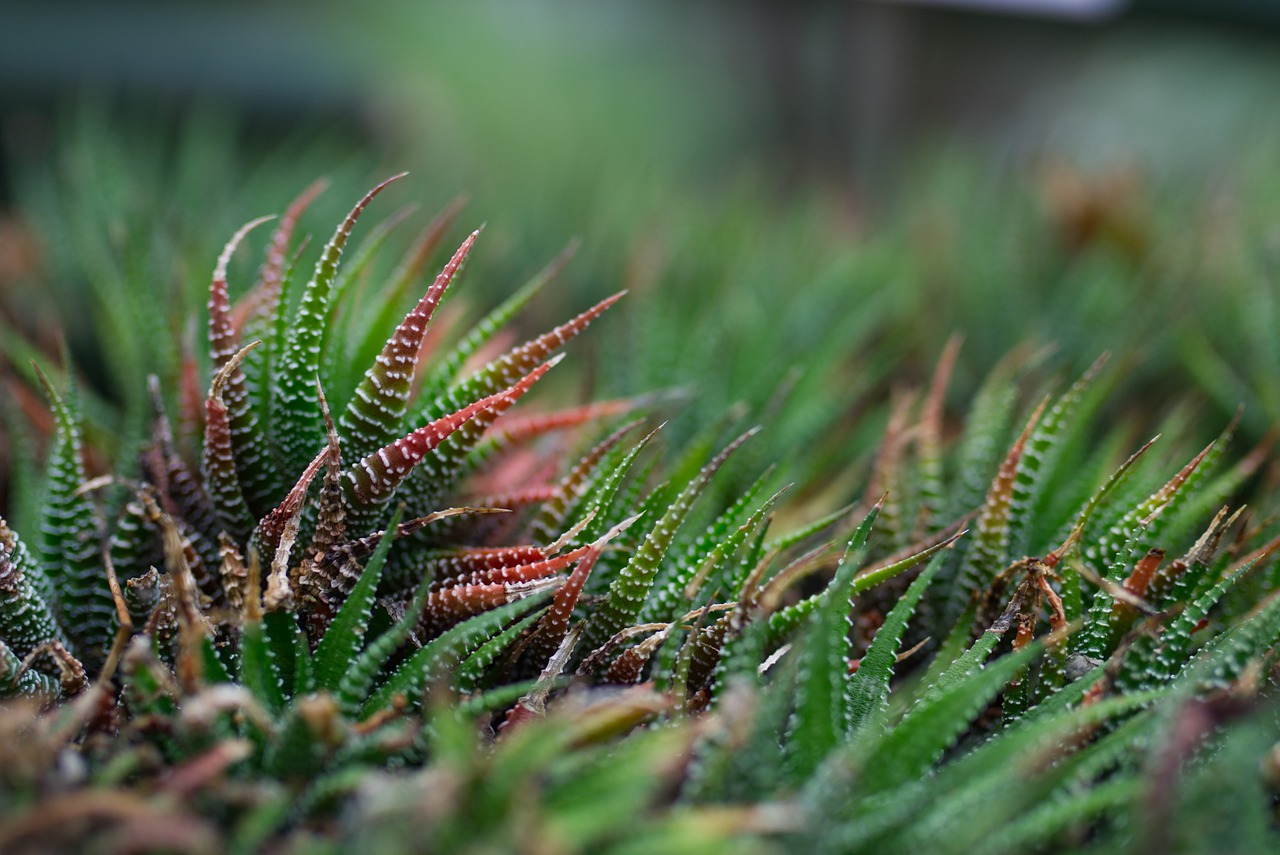 ¿Cuántos tipos de Haworthia hay?