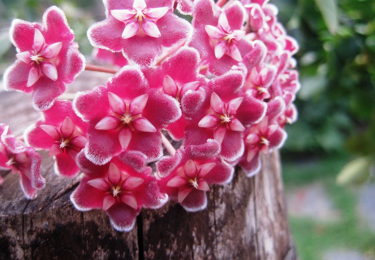 ¿Dónde poner la flor de cera?