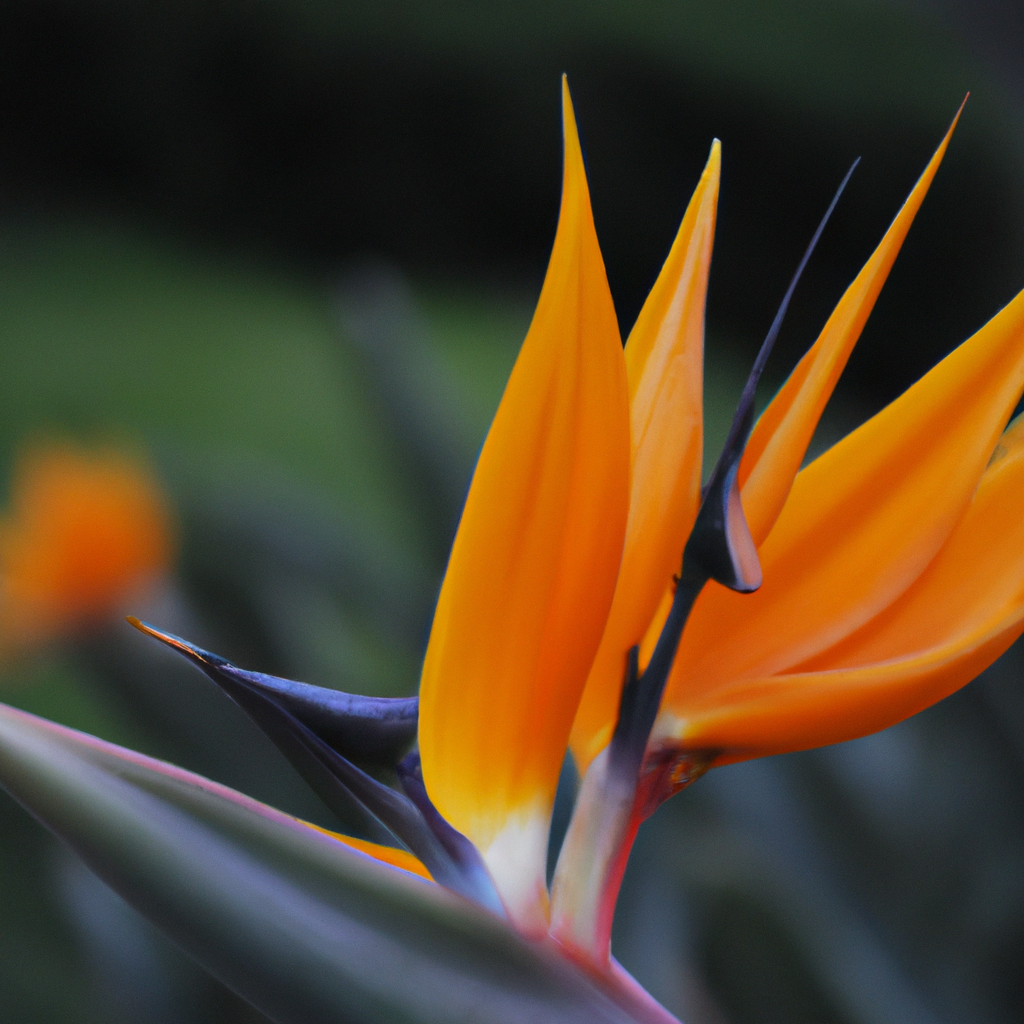 ¿Qué es la flor del pájaro?