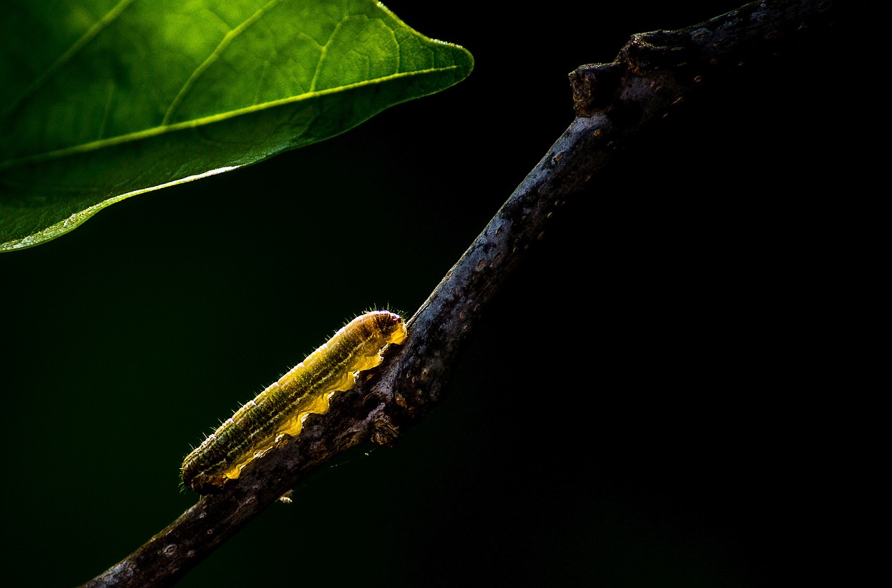 ¿Qué es una larva de gusano?