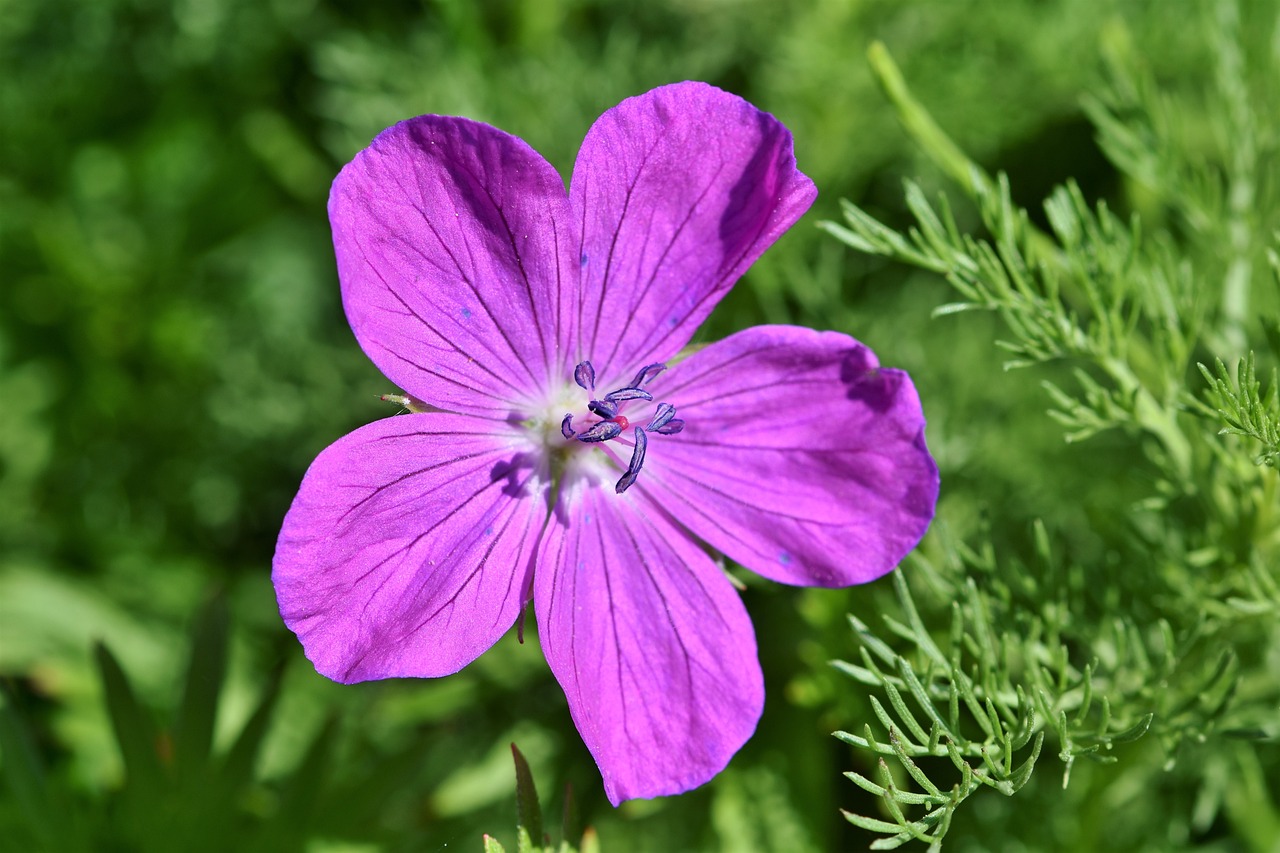 ¿Qué hacer cuando la flor del geranio se seca?