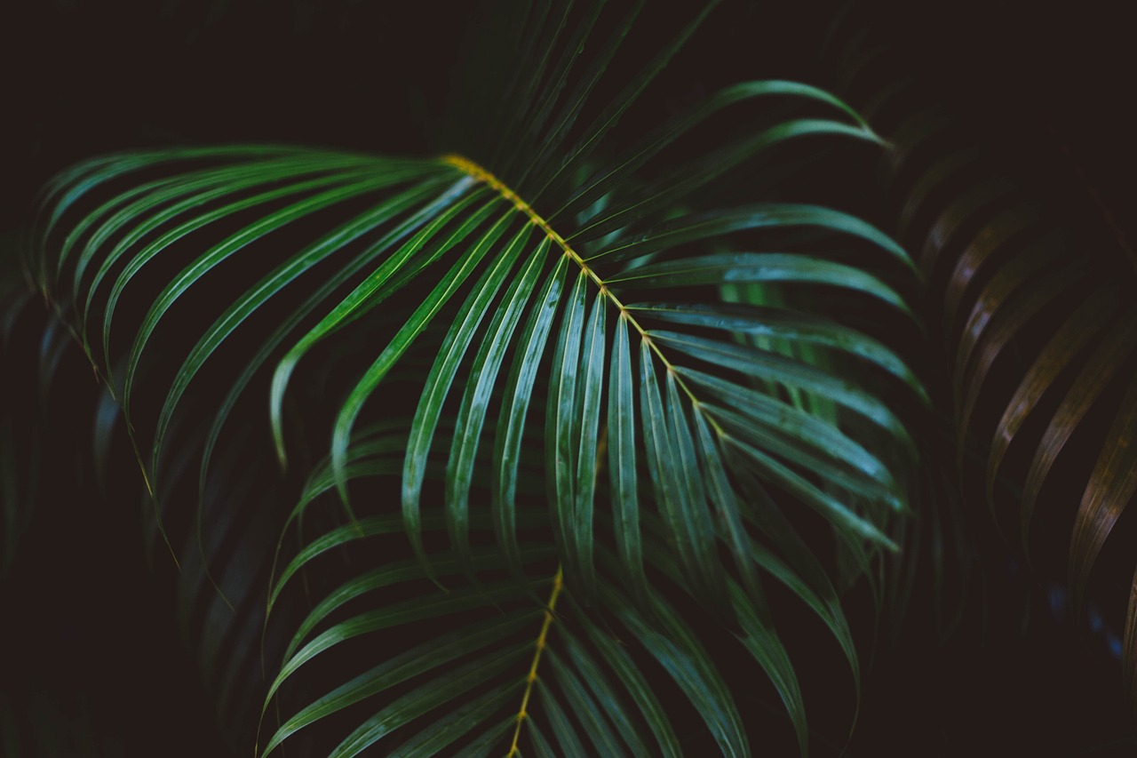 ¿Qué luz necesita un helecho?
