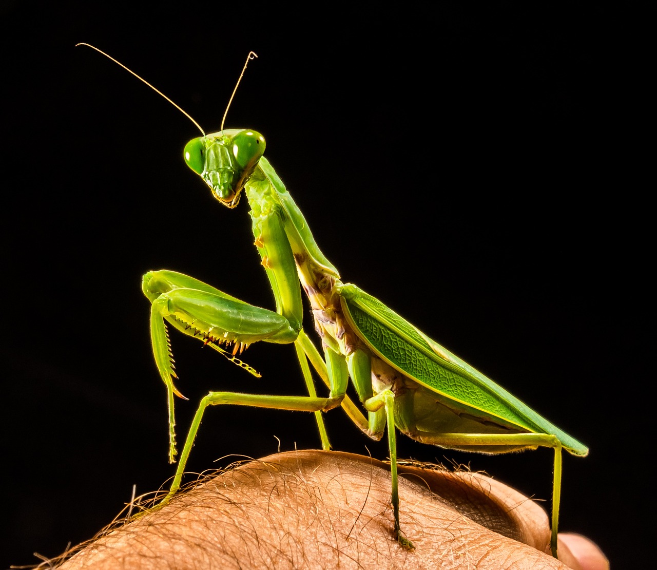 ¿Qué pasa si me pica una mantis?