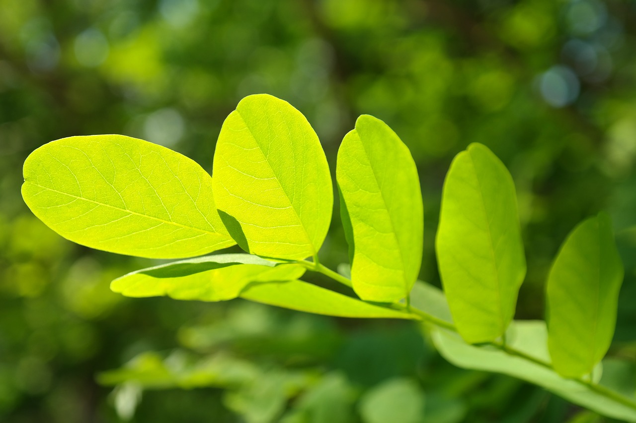 ¿Qué se hace con el fruto de la algarroba?