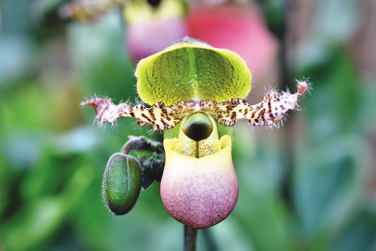 ¿Qué significa la flor Phalaenopsis?