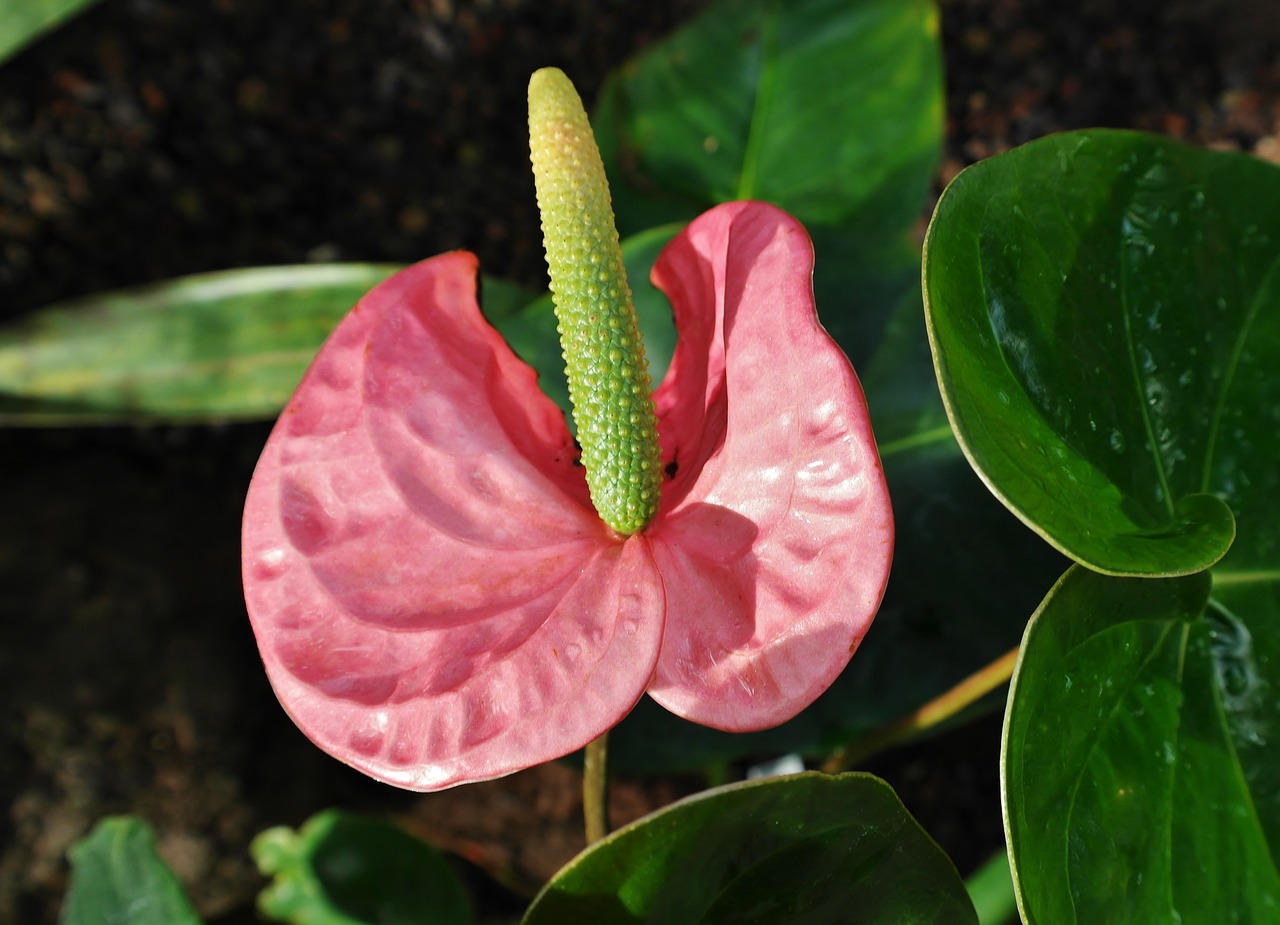 ¿Qué significado tiene la flor de anturio?