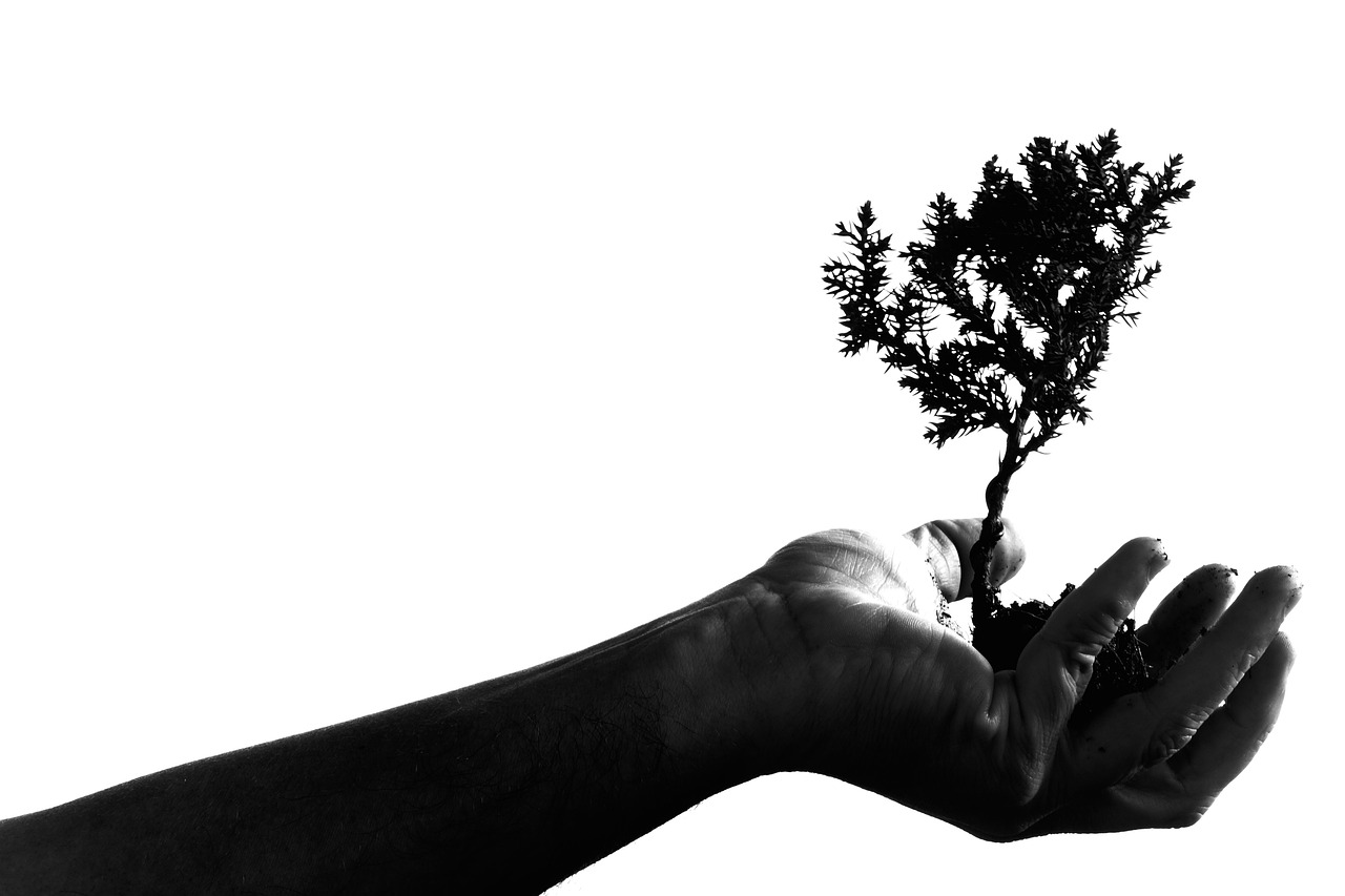 ¿Cómo regar un bonsái ficus ginseng?