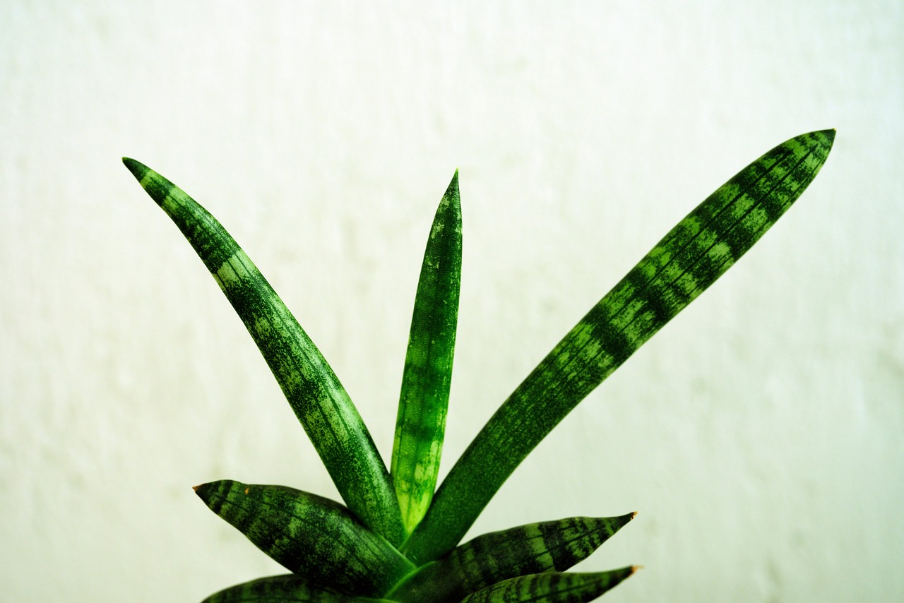 ¿Cómo se cuida la Dracaena la planta?