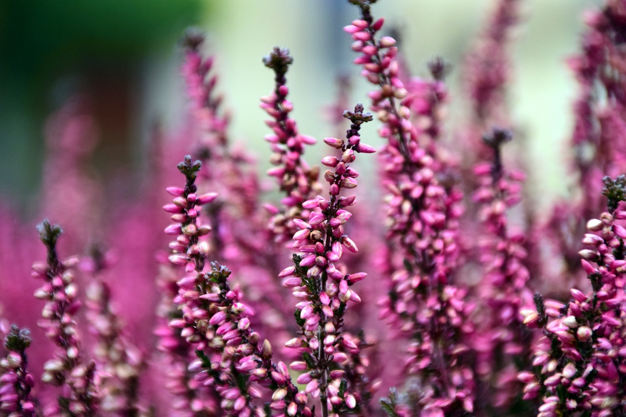 ¿Cómo se cuida la planta Calluna?