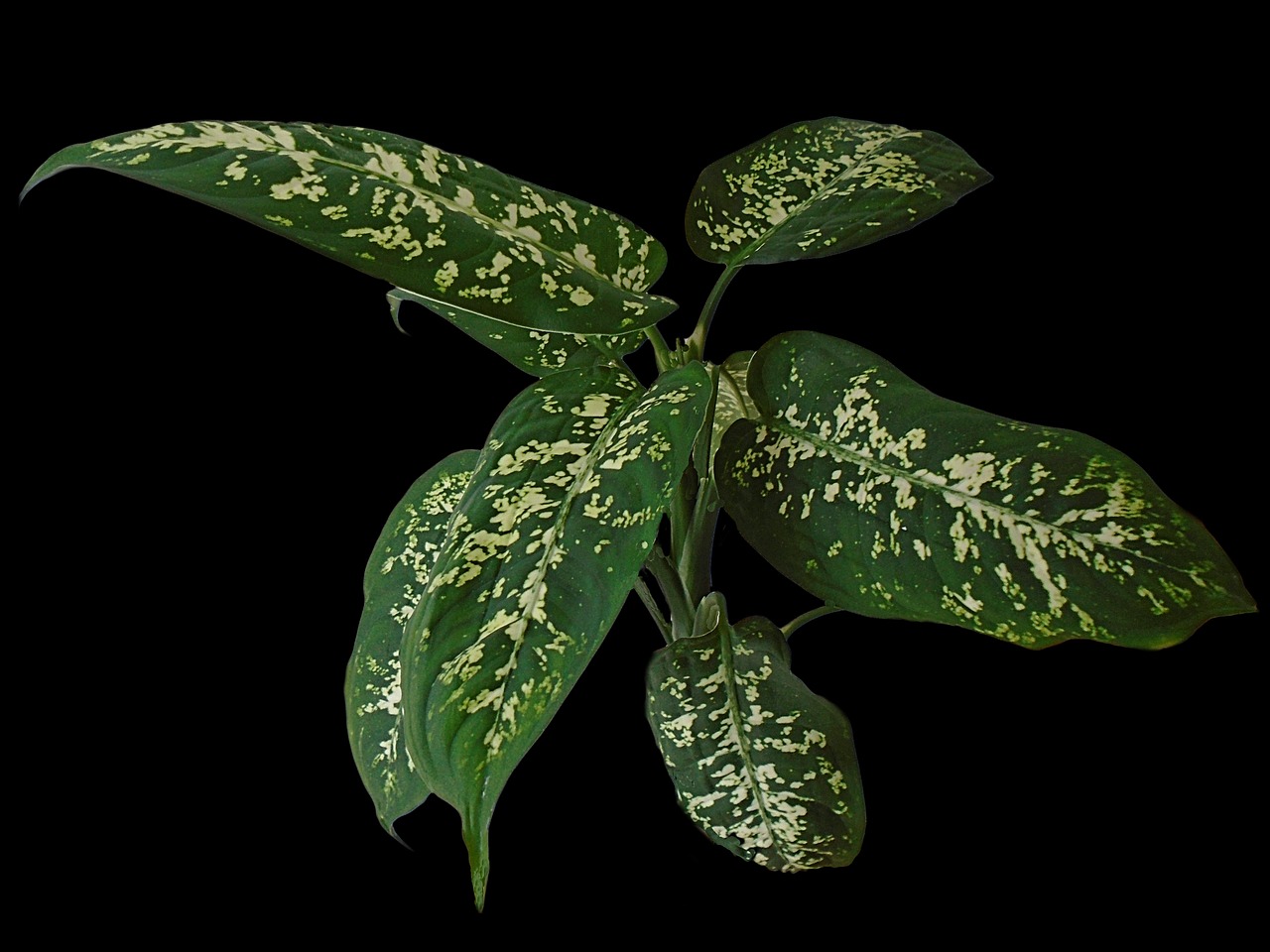 ¿Cómo se cuida la planta Dieffenbachia?