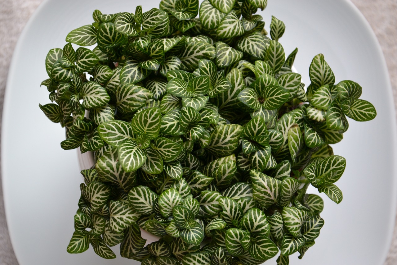 ¿Cómo se cuida la planta Fittonia?