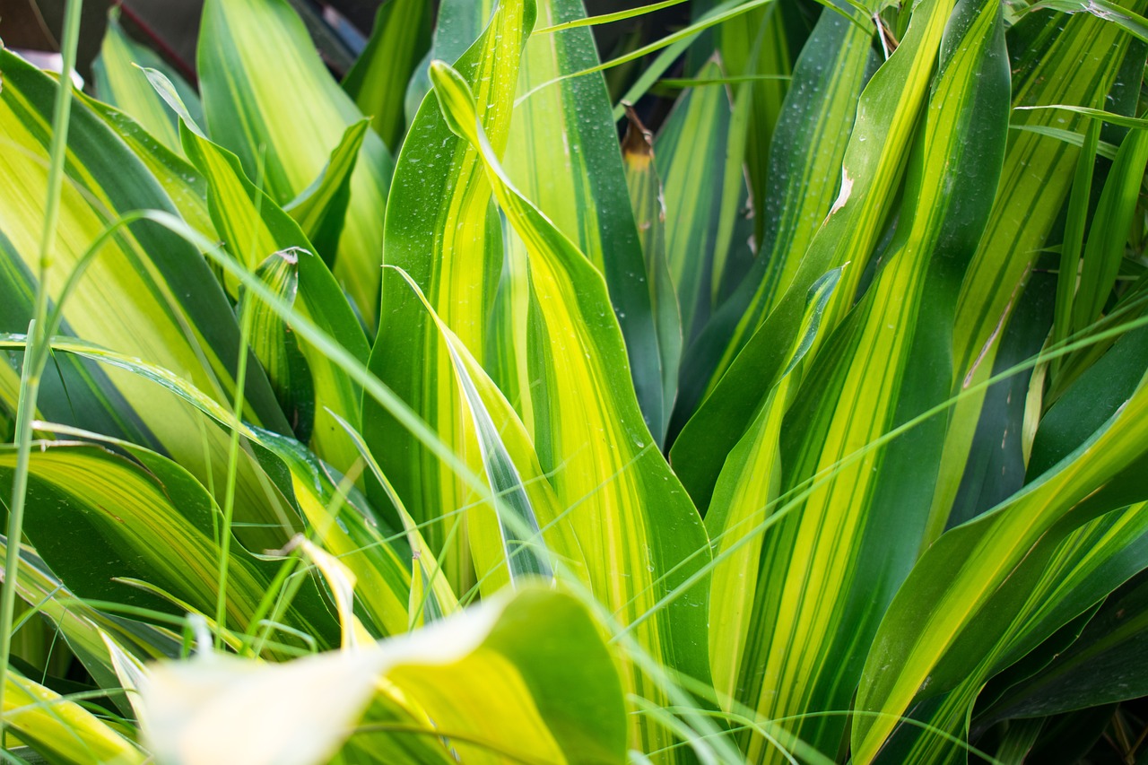¿Cómo se cuida una planta Dracaena?