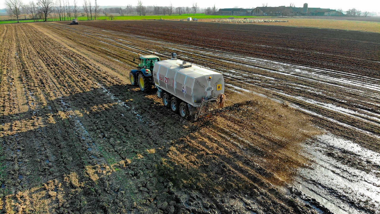 ¿Cómo se fertilizan las suculentas?