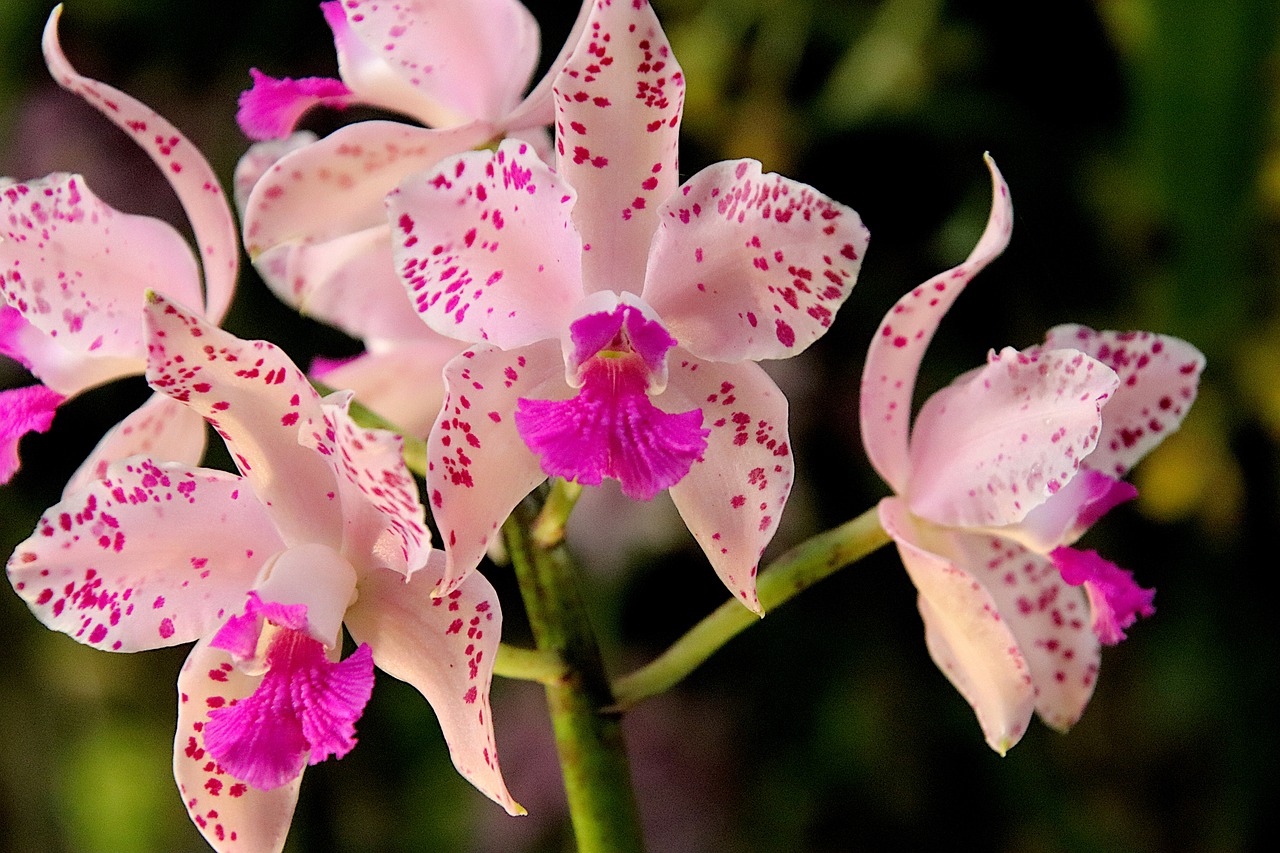 ¿Cuáles La flor más rara del mundo?