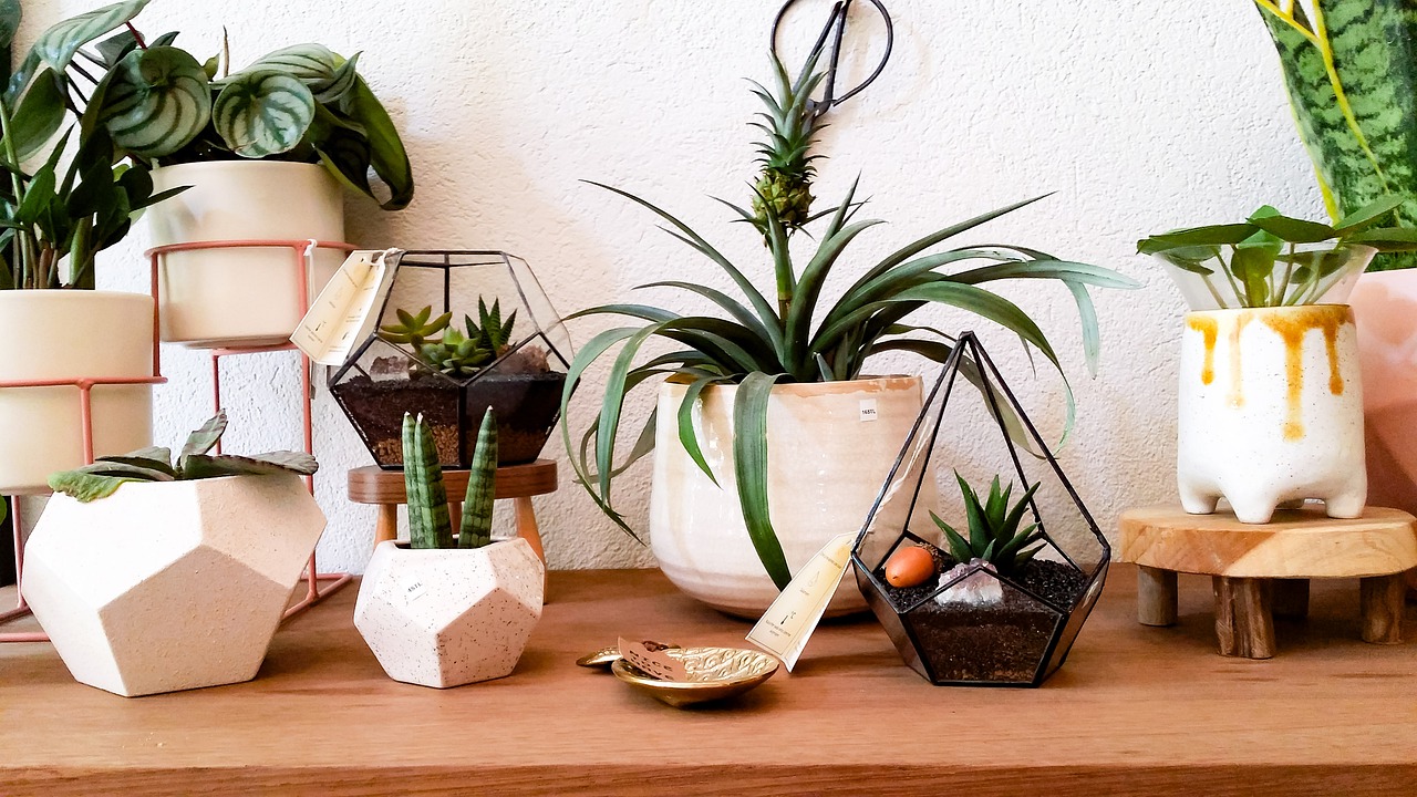 ¿Cuándo florece la Pilea?