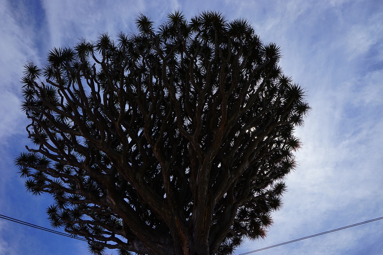 ¿Cuántos años vive una Dracaena?