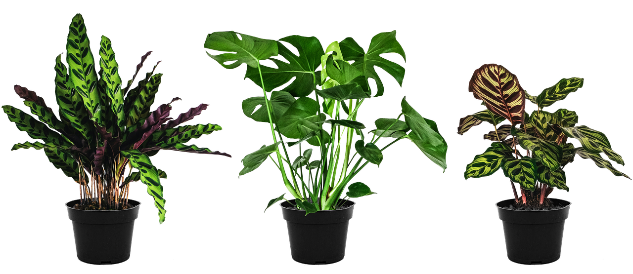 ¿Dónde colocar la calathea en casa?