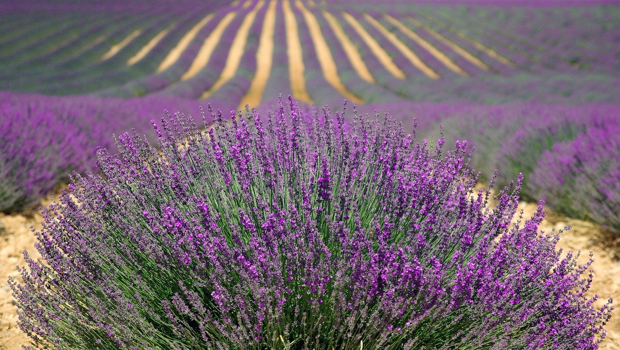 ¿Dónde poner una planta de lavanda?