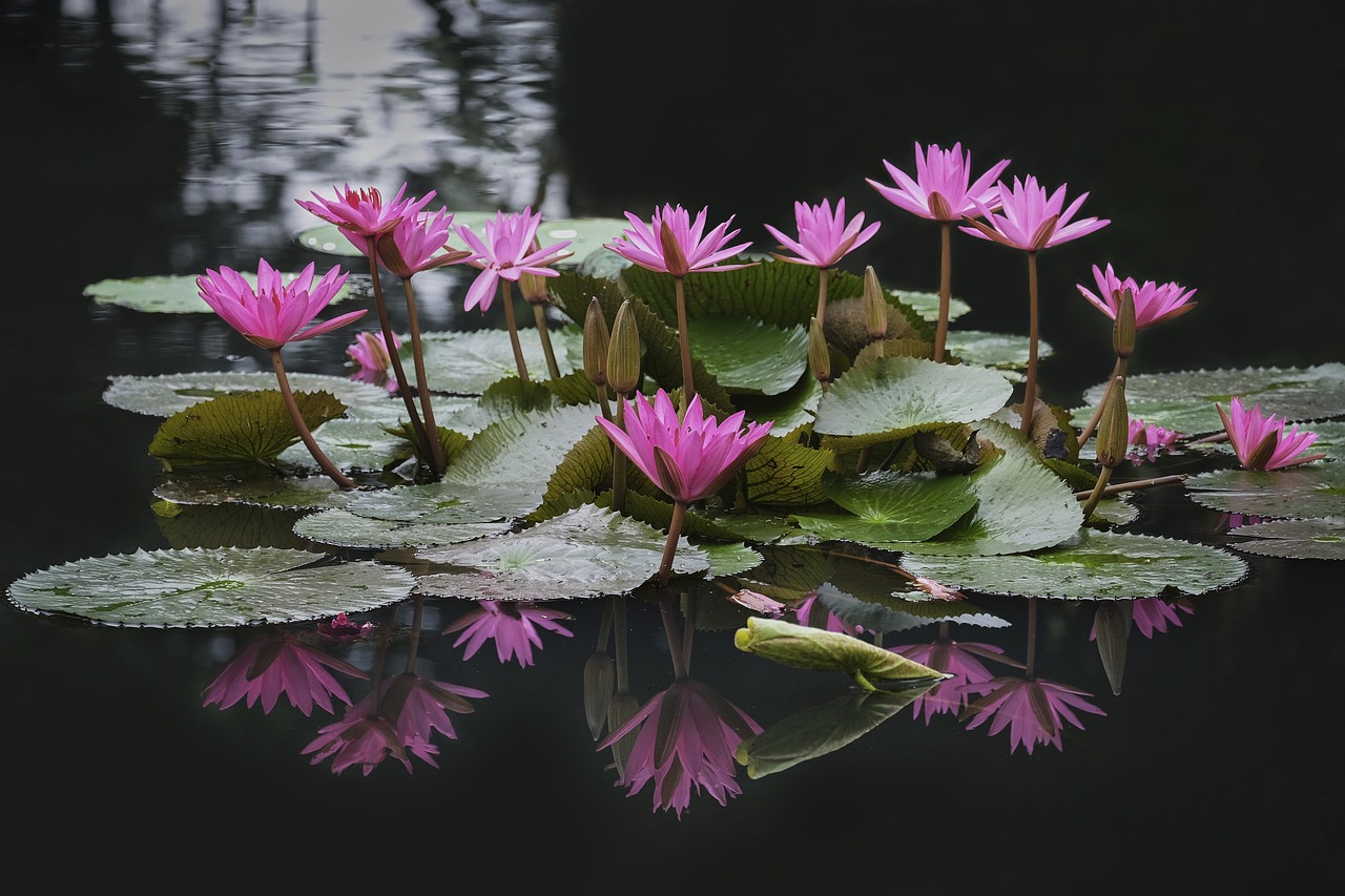 ¿Qué hace la flor de loto en el agua?