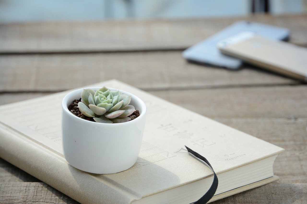 ¿Qué hacer cuando un cactus se quema por el sol?
